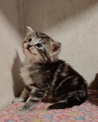 Cuccioli di gatto norvegese