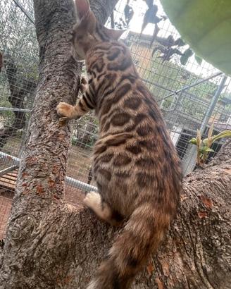 Gatti cuccioli razza bengala