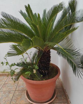 Cycas piante da giardino