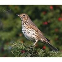 Cd professionale canto e richiamo tordo bottaccio