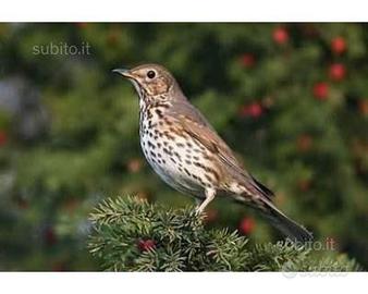 Cd professionale canto e richiamo tordo bottaccio