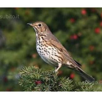 Cd professionale canto e richiamo tordo bottaccio