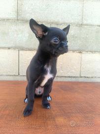 Chihuahua Pedigree ENCI