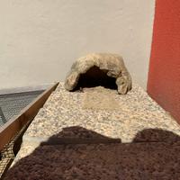 Casetta per tartarughe