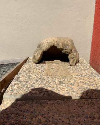 Casetta per tartarughe