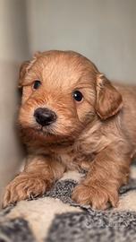 Pomapoo (barboncino,  spitz , volpino)