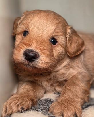 Pomapoo (barboncino,  spitz , volpino)