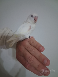 Pappagallo Inseparabile femmina albina