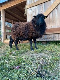 Coppia pecore nane ouessant