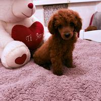 Barboncino (barbone) Toy Red Brown