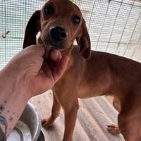 Cuccioli di segugio maremmano