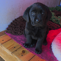 Cuccioli Labrador