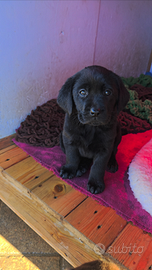 Cuccioli Labrador