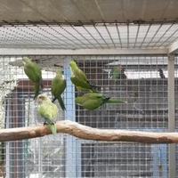 Roselle, gropponi,monaci, bourke,prugna e pyrrhura