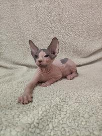 Piccoli sphynx bicolore