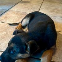 Cuccioli figli di pastore tedesco nero focato