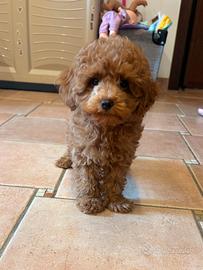 Cuccioli di Barboncino toy