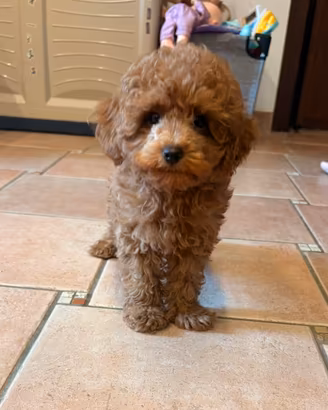 Cuccioli di Barboncino toy