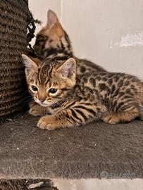 Cuccioli gatti bengala