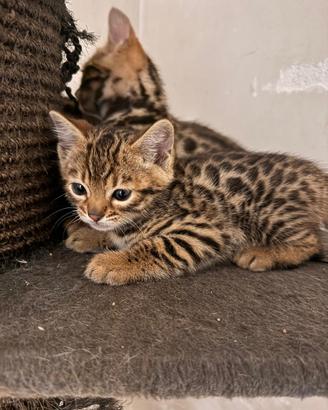 Cuccioli gatti bengala