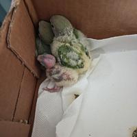 Inseparabili roseincollins allevati a mano