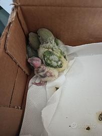 Inseparabili roseincollins allevati a mano