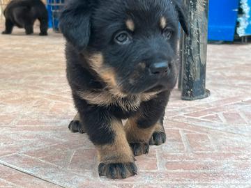 Cuccioli di meticcio