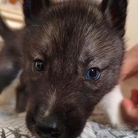 Cuccioli Siberian Husky con Pedigree