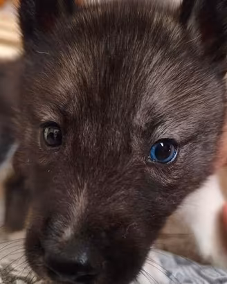 Cuccioli Siberian Husky con Pedigree