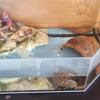 Tartaruga + tartarughiera con pompa