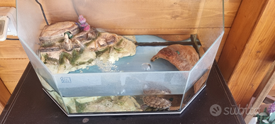 Tartaruga + tartarughiera con pompa