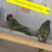 Kakariki gezoomdt serie verde