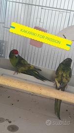 Kakariki gezoomdt serie verde