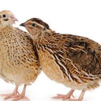 Quaglia e quaglie