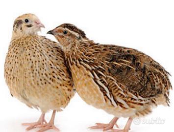 Quaglia e quaglie