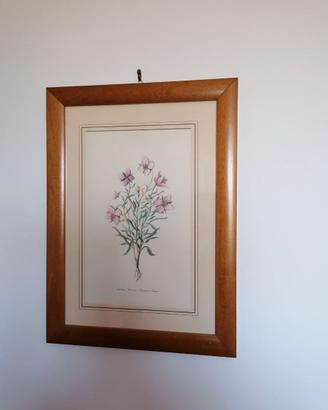 Stampa delle Onagraceae o delle Gentianaceae