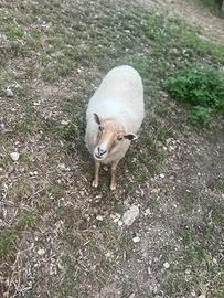 Pecora nana
