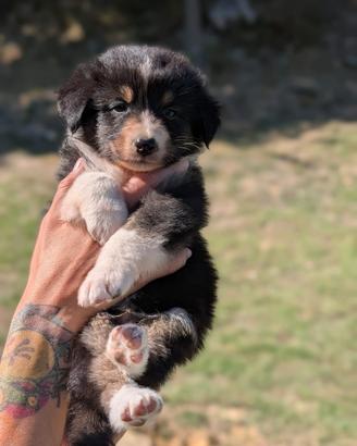 Cuccioli pastore australiano