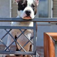 Amstaff Disponibile per monte