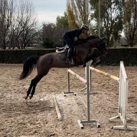 Super cavalla da completo o salto