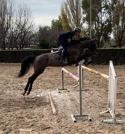 Super cavalla da completo o salto