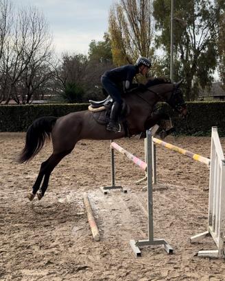 Super cavalla da completo o salto