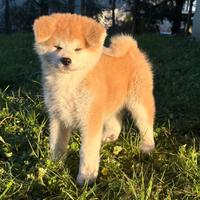 Akita inu cucciola
