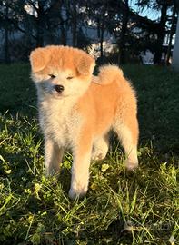 Akita inu cucciola