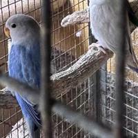 Coppia di inseparabili