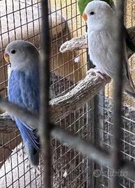 Coppia di inseparabili