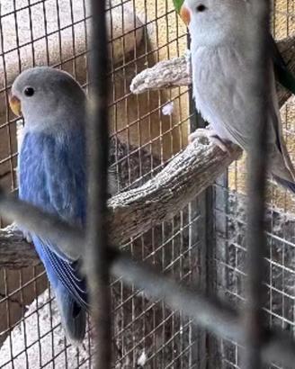 Coppia di inseparabili