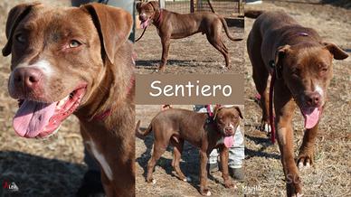 Sentiero dolcissimo pitbull
