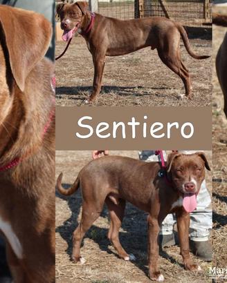 Sentiero dolcissimo pitbull