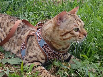 Gatto del bengala